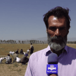 آغاز عملیات برداشت ۶ نوع گیاه دارویی در پلدشت آذربایجان غربی