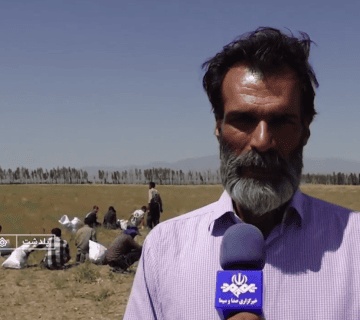آغاز عملیات برداشت ۶ نوع گیاه دارویی در پلدشت آذربایجان غربی