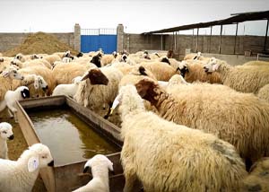 بهره وری دام سبک هلدینگ نیک اندیشان بازرگان پارسه