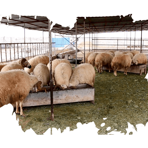 نهاد های دامی هلدینگ نیک اندیشان بازرگان پارسه