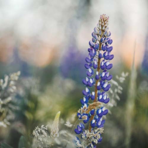 گیاهان دارویی هلدینگ نیک اندیشان بازرگان پارسه