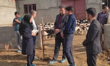 بازدید مدیر امور دام سازمان جهاد کشاورزی آذربایجان غربی از واحد گوسفند داشتی در شهرستان پلدشت