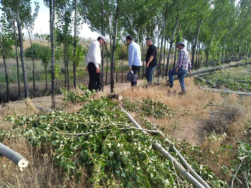 آغاز-زراعت-چوب-در-مزرعه-کرانه