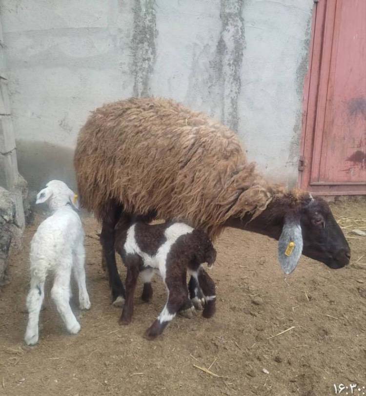 کرانه-نیلگون-افق-گروه-اقتصاد-مردمی