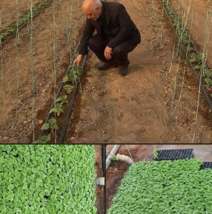 آغاز انتقال نشا بذور والدینی هیبرید به گلخانه‌های اشکذر یزد