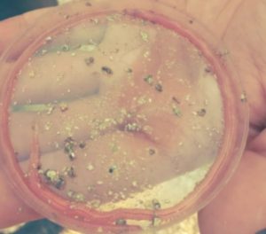 پرورش کرم دریایی پری نرئیس