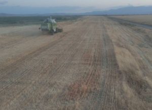 برداشت کاملینا و جو