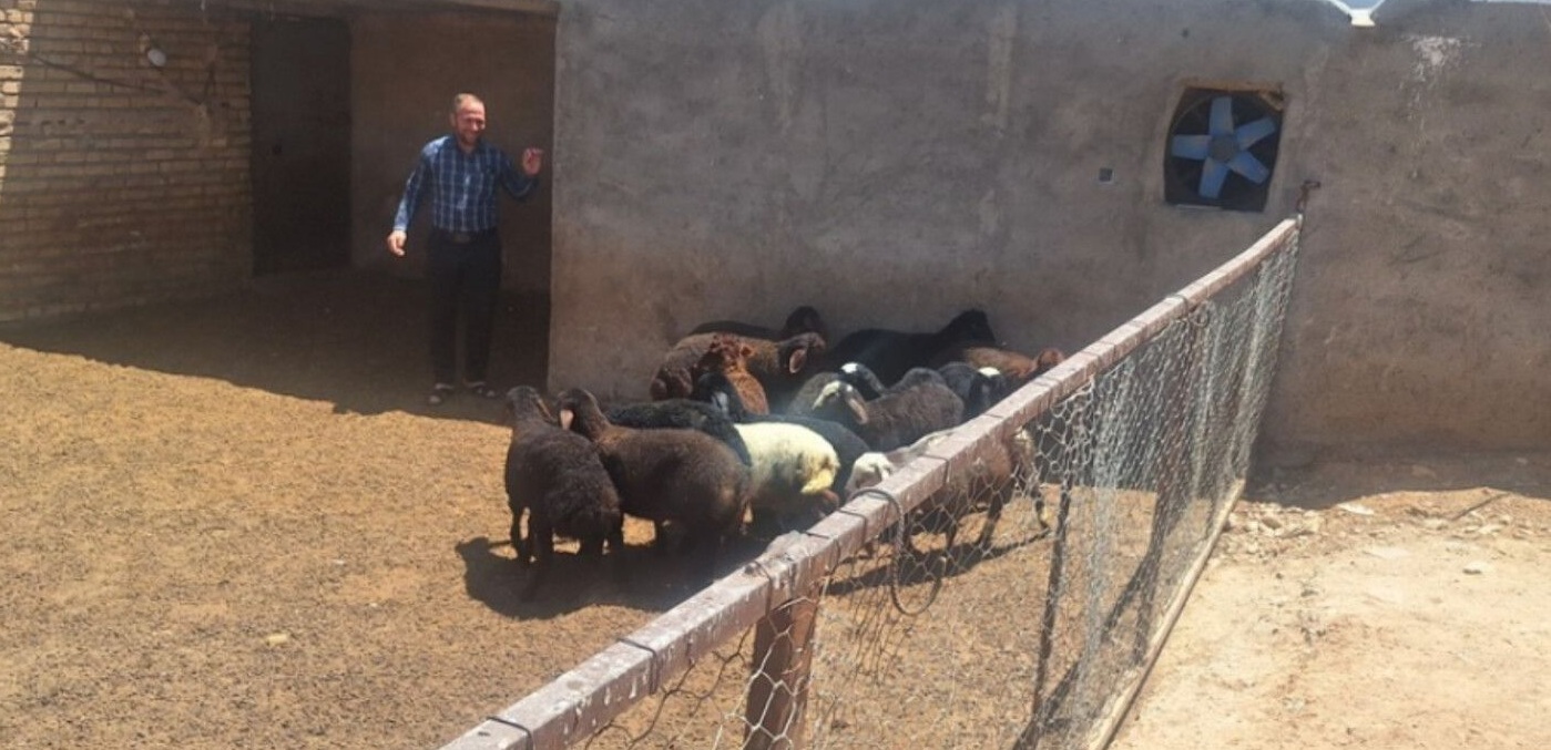 اصلاح نژاد گوسفند مهربان