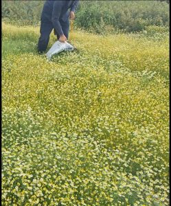 بابونه آلمانی