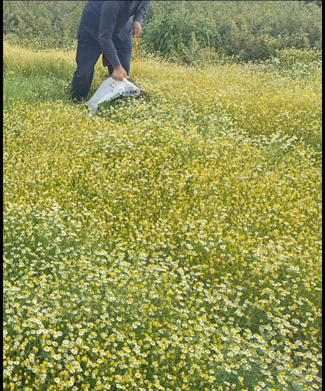 بابونه آلمانی