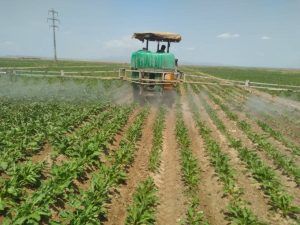 مزرعه چغندرقن