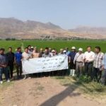 برگزاری کارگاه آموزشی زراعت برنج در رازمیان استان قزوین