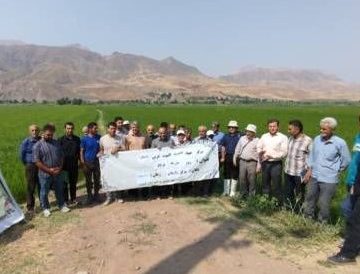 برگزاری کارگاه آموزشی زراعت برنج در رازمیان استان قزوین