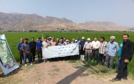 برگزاری کارگاه آموزشی زراعت برنج در رازمیان استان قزوین