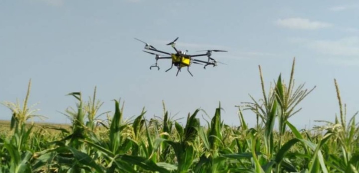 عملیات سمپاشی ذرت فوق‌ شیرین با پهپاد در پلدشت آذربایجان غربی