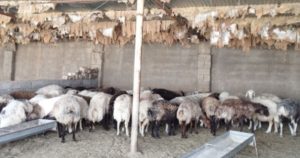 ظرفیتهای دامپروری ایلام