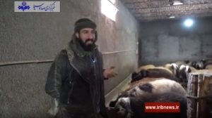بهرهوری دام سبک