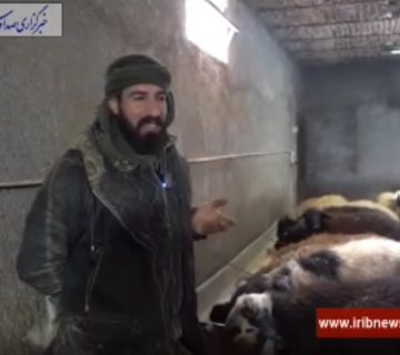 بهره‌وری دام سبک