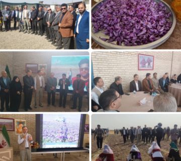 جشن آغاز برداشت زعفران در مزرعه الگویی فریمان