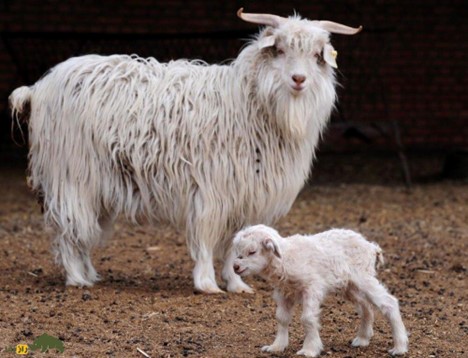 زنجیره پشم و کرک