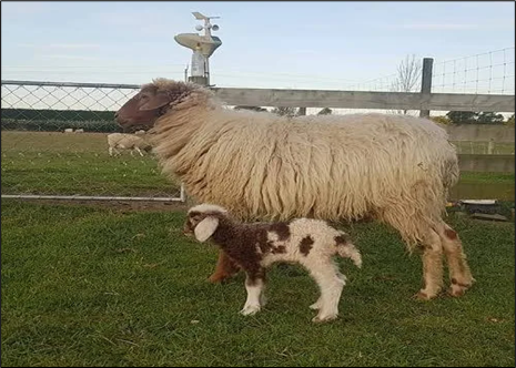 پشم و کرک در ایران