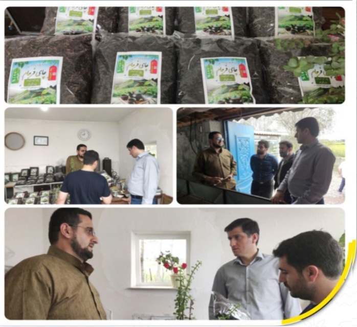 کارگاه تولید چای دست چین فرجام