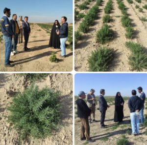 بازدید فرماندار پلدشت از طرح الگویی کشت گیاهان دارویی شرکت کرانه نیلگون افق