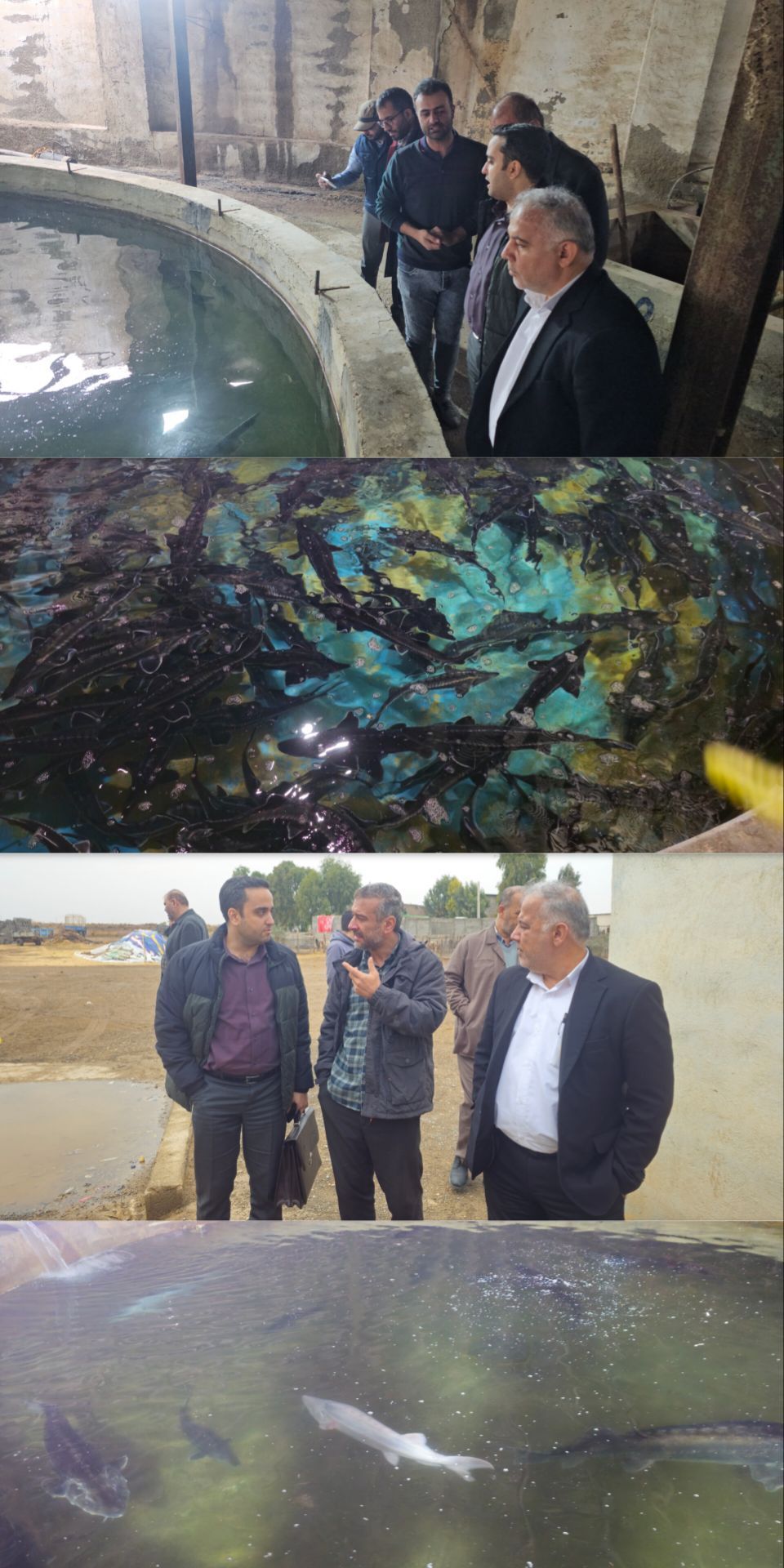 بازدید مدیرعامل نگار نصر از مزرعه پرورش خاویار قم